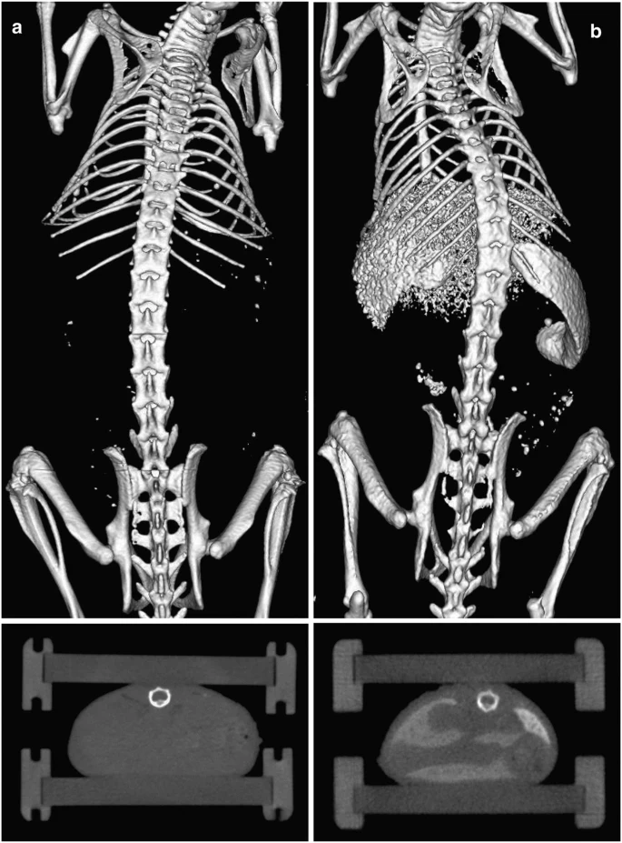 A preclinical micro-computed tomography database including 3D whole body organ segmentations